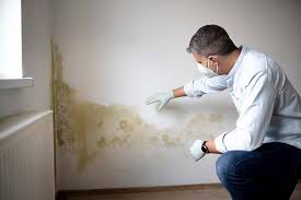 Professional Mold Removal in Braddock, PA